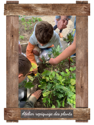 atelier repiquage des plants 2