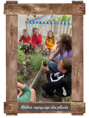 atelier repiquage des plants 1