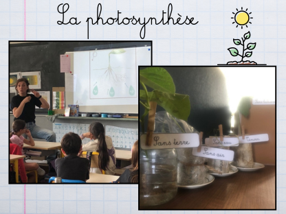 La photosynthèse