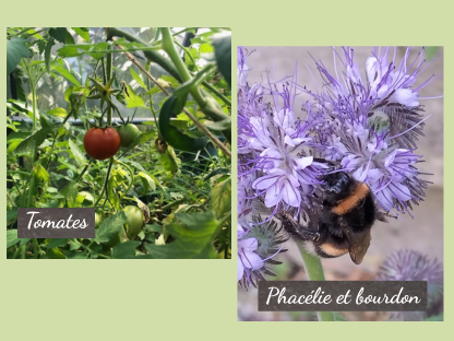 Tomate Phacélie et Bourdon